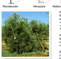 Elaboración del aceite de oliva | Recurso educativo 17794