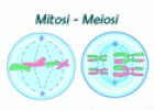 Mitosi-Meiosi | Recurso educativo 19913