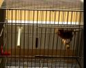 Vídeo: canari cantant dins d'una gàbia | Recurso educativo 20710