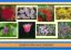 Les flors de camp i de jardí | Recurso educativo 21316
