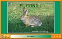 El conill | Recurso educativo 21323