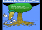 The secret life of trees | Recurso educativo 21793