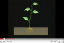 Video: Plant parts | Recurso educativo 23653