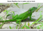 Reptiles | Recurso educativo 23766