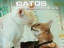 La guía máxima de los gatos | Recurso educativo 26183