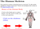 The human skeleton | Recurso educativo 26678