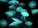 Invasión de medusas | Recurso educativo 26866