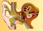 El sentido del oído | Recurso educativo 3004