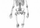 Il·lustració: imatge de l'esquelet humà | Recurso educativo 31642