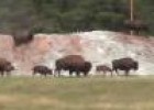 Bisonte americano (Bison bison) | Recurso educativo 3247
