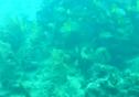 Coral de columnas (Dendrogyra cylindrus) | Recurso educativo 3282