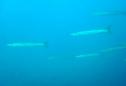 Barracuda del Mediterráneo (Sphyraena sphyraena) | Recurso educativo 3299