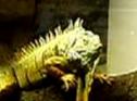 Iguana verde (Iguana iguana) | Recurso educativo 3471