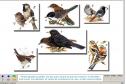 Els ocells del pati | Recurso educativo 5195