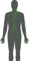 Anatomía humana: Sistema Linfático | Recurso educativo 5477