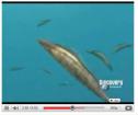 Vídeo: la evolución de las especies | Recurso educativo 6483