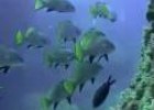 Vídeo: el paisaje y los animales del fondo marino de la Comuntitat Valenciana | Recurso educativo 8566