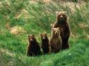 Fotografía: cuantificación de un conjunto de osos y resta | Recurso educativo 9818