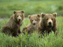Fotografía: cuantificación de un conjunto de osos y resta | Recurso educativo 9819