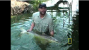 Mekong giant catfish | Recurso educativo 71087