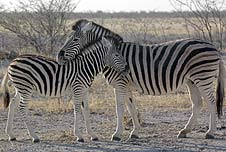 Why zebras have stripes | Recurso educativo 71338
