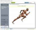 Sistema muscular | Recurso educativo 72706