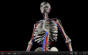 Video: Circulatory system | Recurso educativo 73736