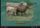 Video: On a farm | Recurso educativo 78748