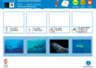 Somos investigadores: Tipos de tiburones | Recurso educativo 79295