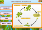 Frog life cycle | Recurso educativo 80212