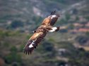 L'àguila imperial ibèrica | Recurso educativo 84757