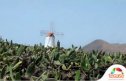 Agricultural landscapes: Teguise (Lanzarote, Spain) | Recurso educativo 85249