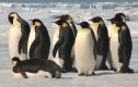 Emperor Penguins in Antarctica | Recurso educativo 85447
