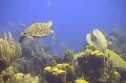 Coral reef ecosystems | Recurso educativo 85448