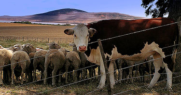 Livestock | Recurso educativo 89083