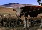 Livestock | Recurso educativo 89083