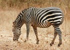 Zebra - Wikipedia, the free encyclopedia | Recurso educativo 92539
