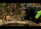 LA EVOLUCIÓN HUMANA 1/3 - "Primeros pasos" - HD (720p) Documental | Recurso educativo 99774