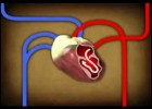 The Circulatory System | Recurso educativo 113809