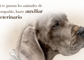 Curso de Auxiliar veterinario de animales de compañía | MasSaber | Recurso educativo 114012