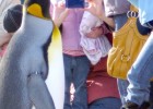 A los niños les gustan los pingüinos: Club Penguin, Habbo y otras | Recurso educativo 117331