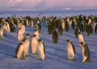 Life of Penguins | Recurso educativo 496167