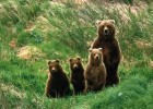 Fotografía: cuantificación de un conjunto de osos y resta | Recurso educativo 675791