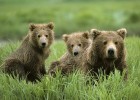Fotografía: cuantificación de un conjunto de osos y resta | Recurso educativo 675792