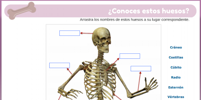 ¿Conoces estos huesos? | Recurso educativo 675599