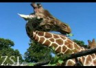 Vídeo: los animales del zoo | Recurso educativo 676547