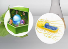 Biotecnologia | Experiment Virtual | Produeix la proteïna EPO | Recurso educativo 677012