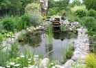 Garden Pond | Recurso educativo 680211