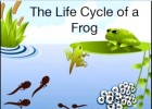 Cicle biològic de les granotes | Recurso educativo 684709