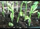 Crecimiento de una planta a cámara rápida | Recurso educativo 686101